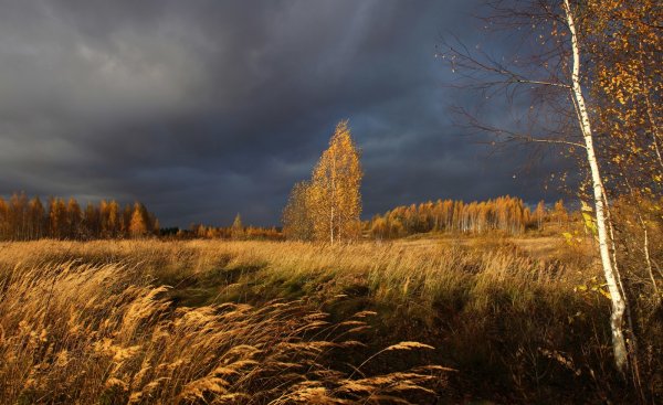Осеннее поле вечером