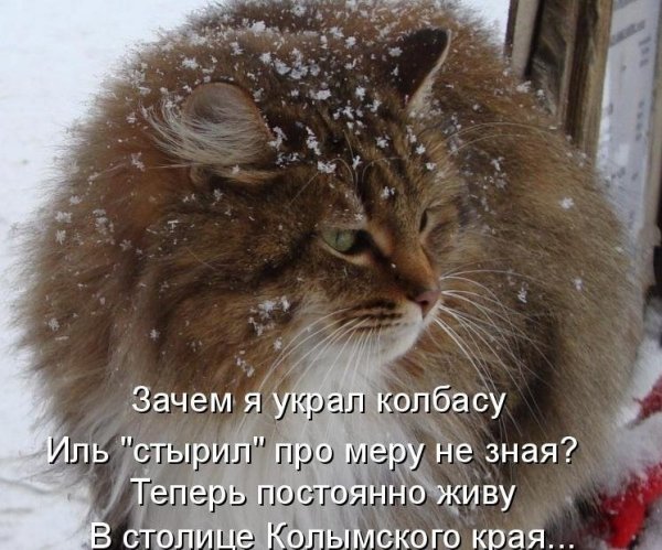 Кот зима пришла