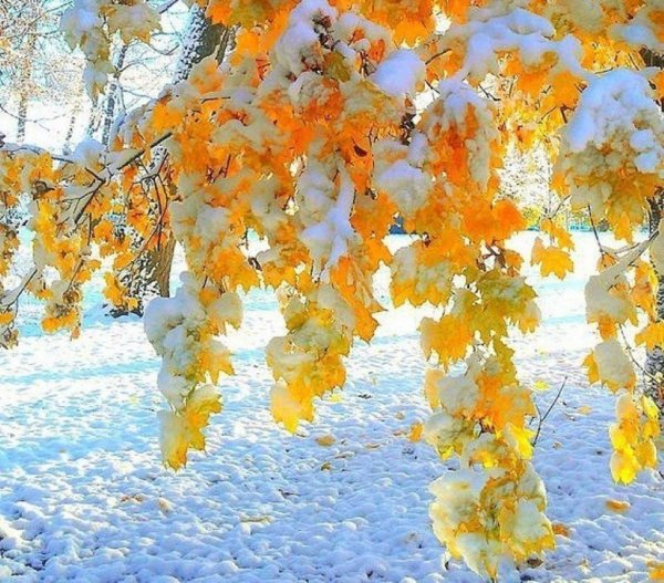 Осень первый снег
