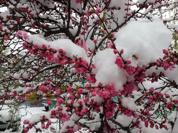 Майский снег