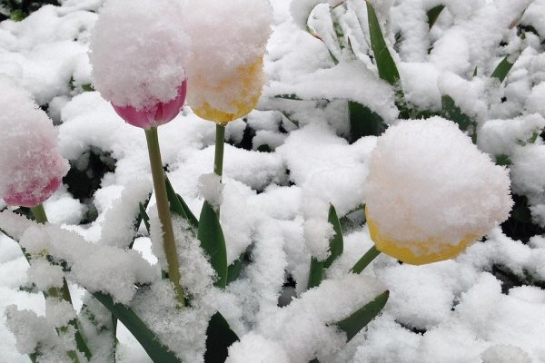 Снегопад весной