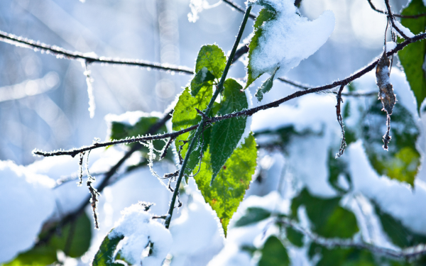 Экология зима