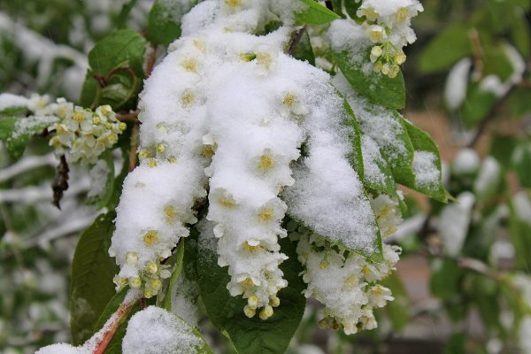 Черемуха в снегу