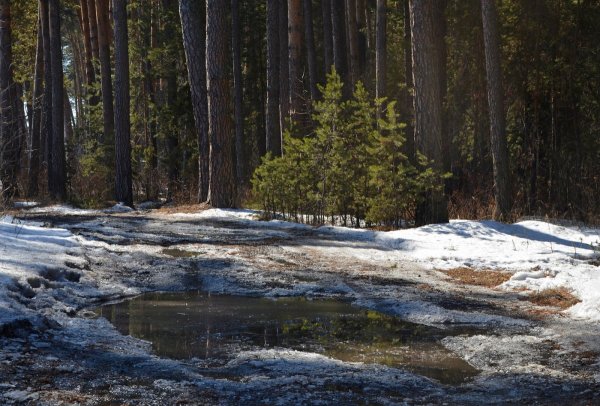 Лес ранней весной