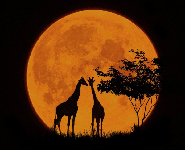 Луна в Африке