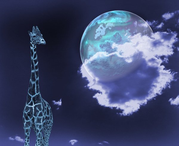 Жираф Гумилёва