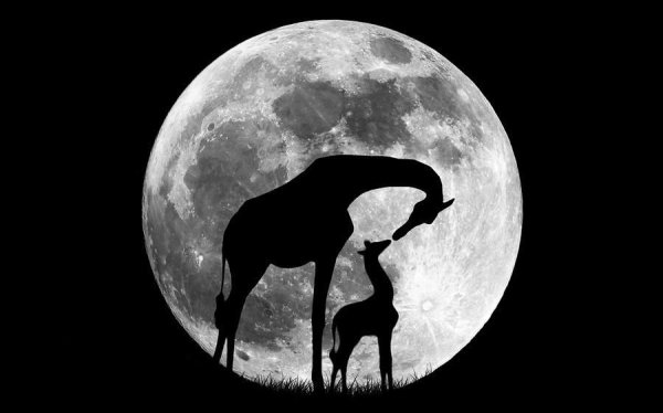 Жираф и Луна