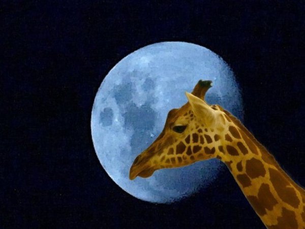 Картина с жирафом и луной