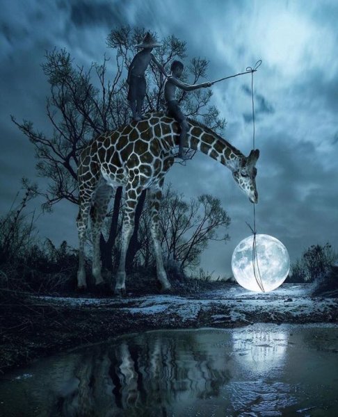 Жираф сюрреализм