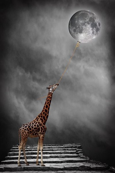 Жираф сюрреализм
