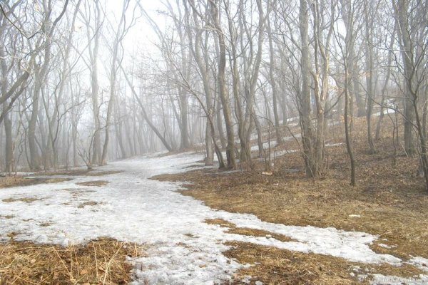 Растаявший снег в лесу