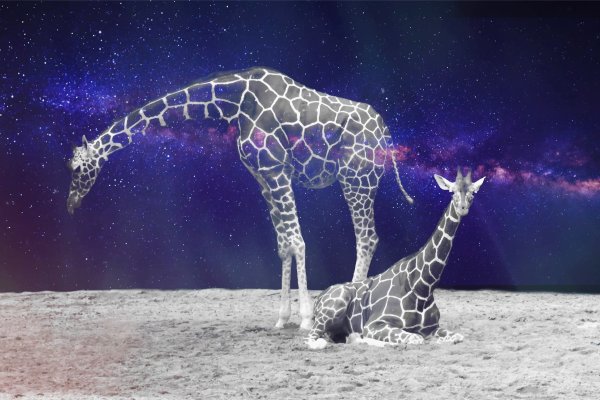 Жираф на Северном полюсе
