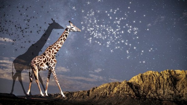 Жираф большой