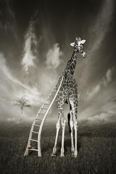 Сюрреалистические звери и Жирафы