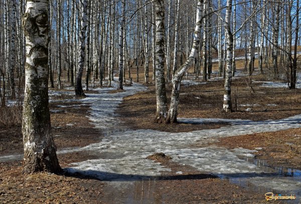 Первые проталины