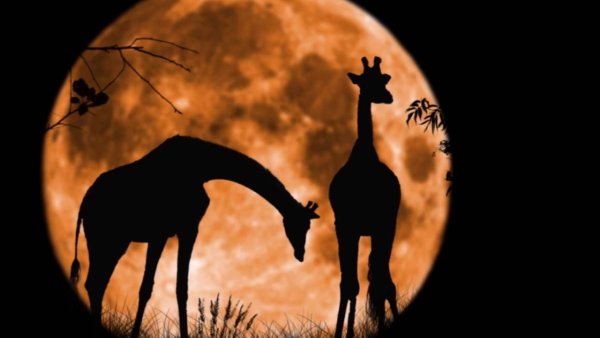 Жираф Гумилева