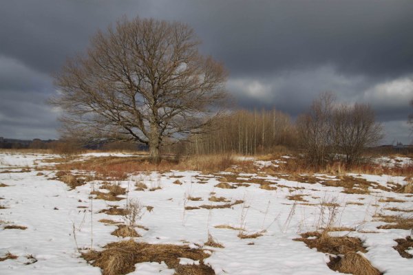 Проталины на полях