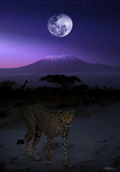 Килиманджаро леопард