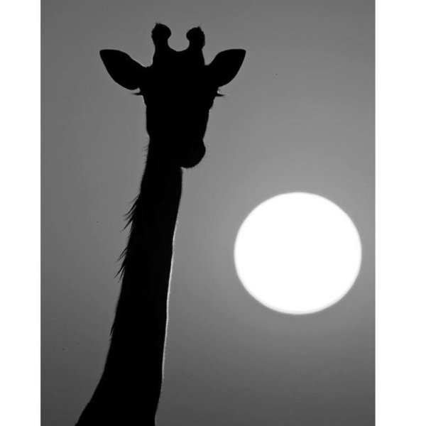 Жираф на закате