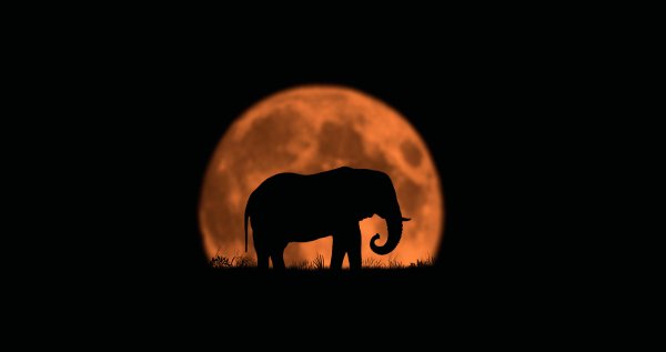 Слон на черном фоне