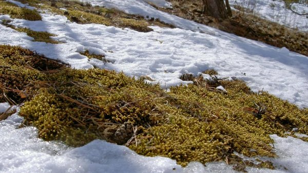 Проталины на земле