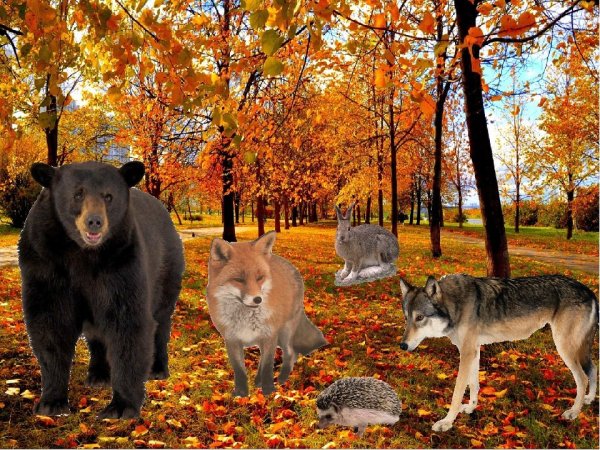 Дикие животные осенью