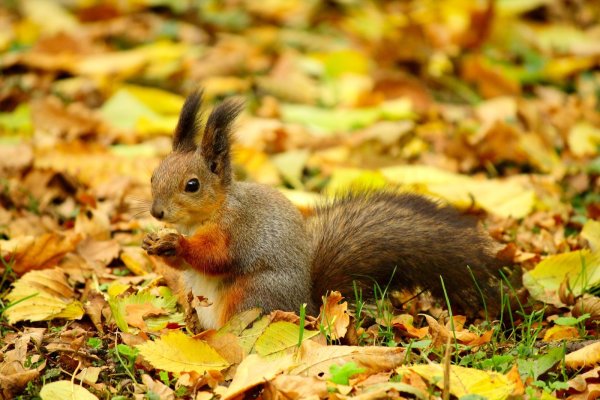 Животные осенью фото
