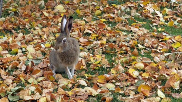 Заяц Листопадничек