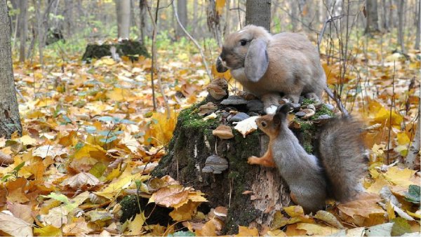 Животные осенью