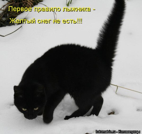 Желтый снег не есть анекдот