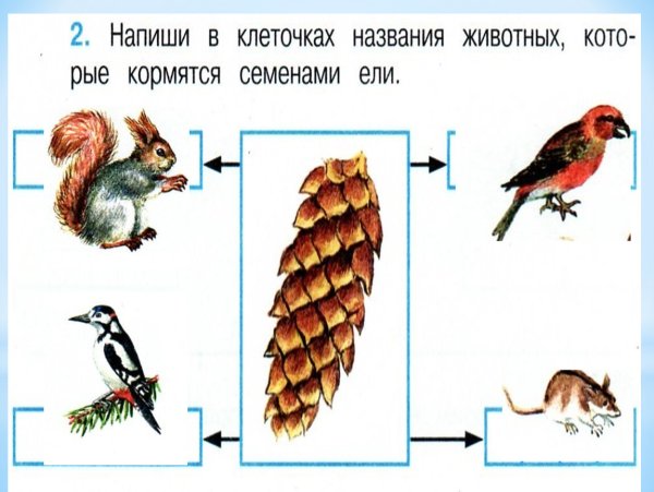 Невидимые нити окружающий мир примеры в осеннем лесу