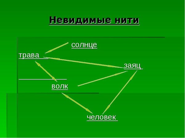 Невидимые нити в весеннем лесу