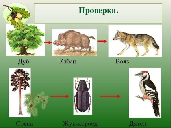 Цепь питания волк дуб кабан