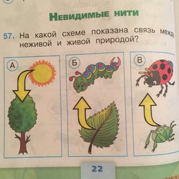 Невидимые нити живой и неживой природы