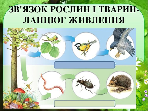 Невидимые нити в весеннем лесу