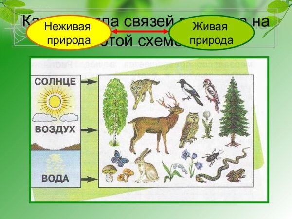 Связь Живая и неживая природа 2 класс невидимые нити в