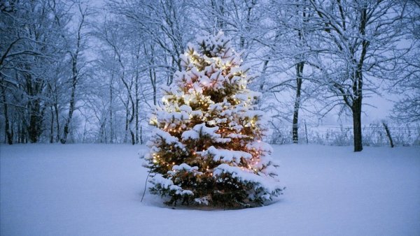 Маленькие елочки в снегу
