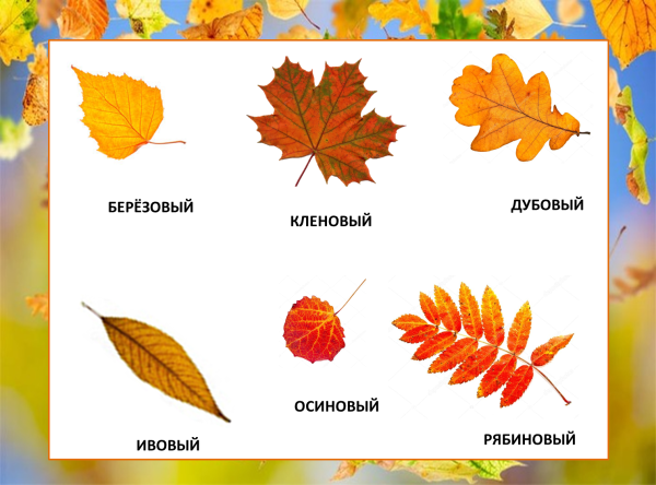 Осенние листья с названиями