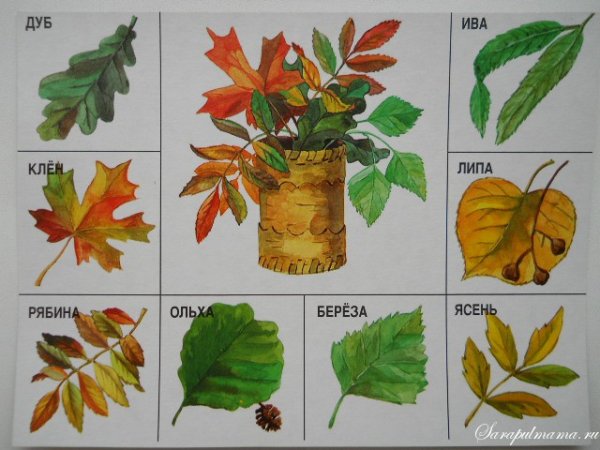 Листья деревьев с названиями