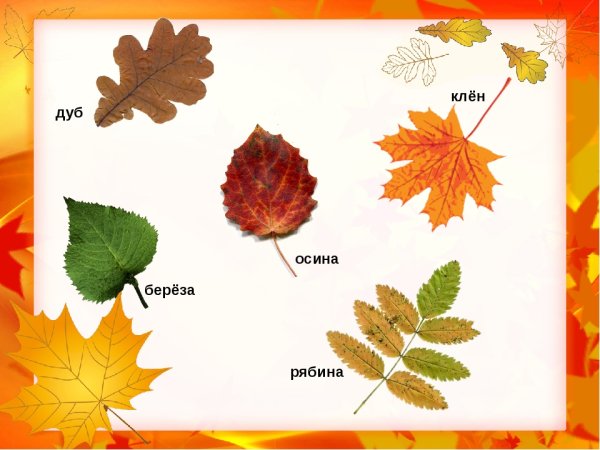Листья липы клена березы рябина дуба