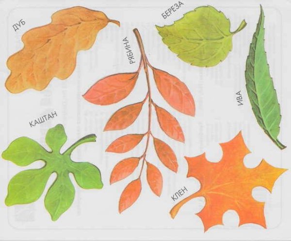 Листочки деревьев подписанные