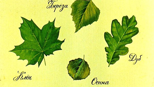 Листья деревьев для детей