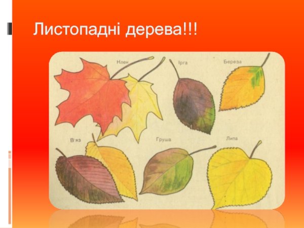 Листья деревьев осенью