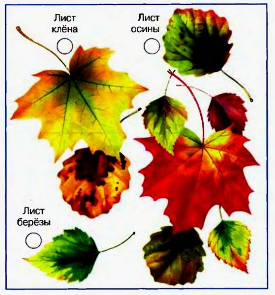 Осенние листья с названиями