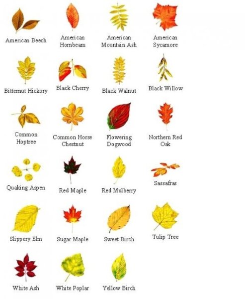 Осенние листья и их названия