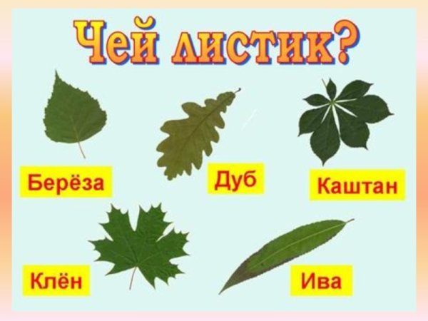 Листы деревьев и их названия