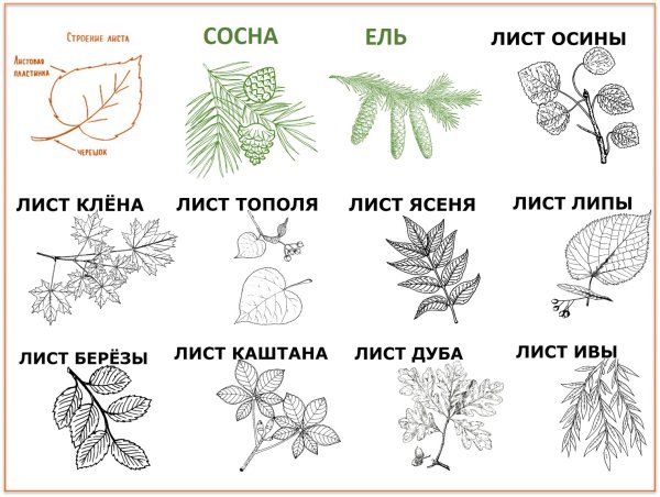 Листы деревьев и их названия