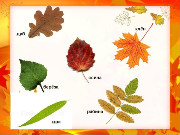Листья дуба березы рябины клена осины