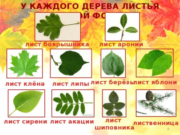 Листья с названиями