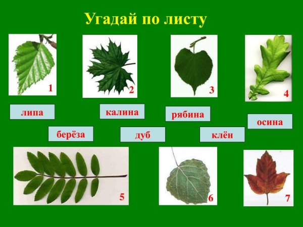 Листья деревьев с названиями